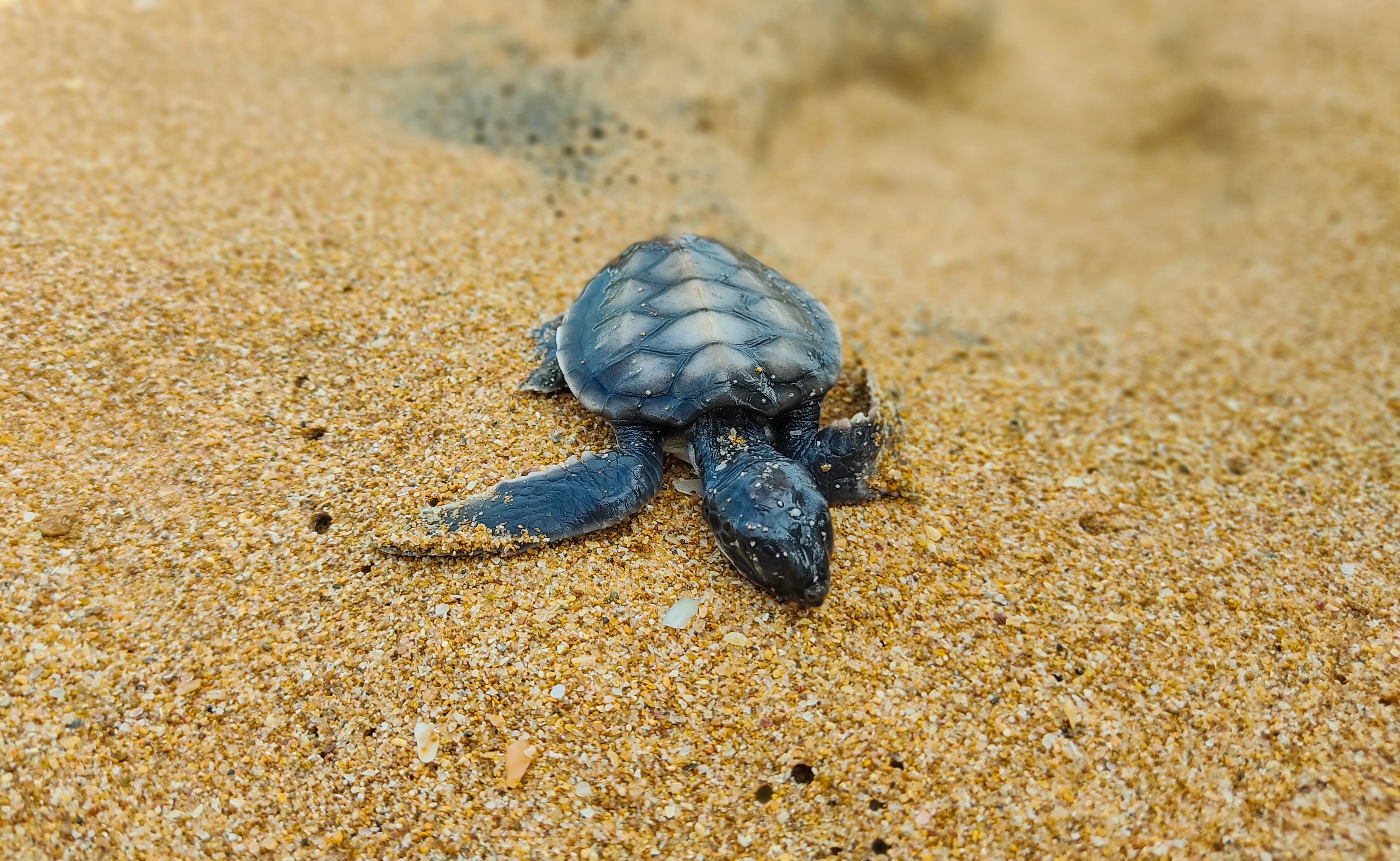 A close-up shot of a baby sea turtle making its way across the sand to the ocean