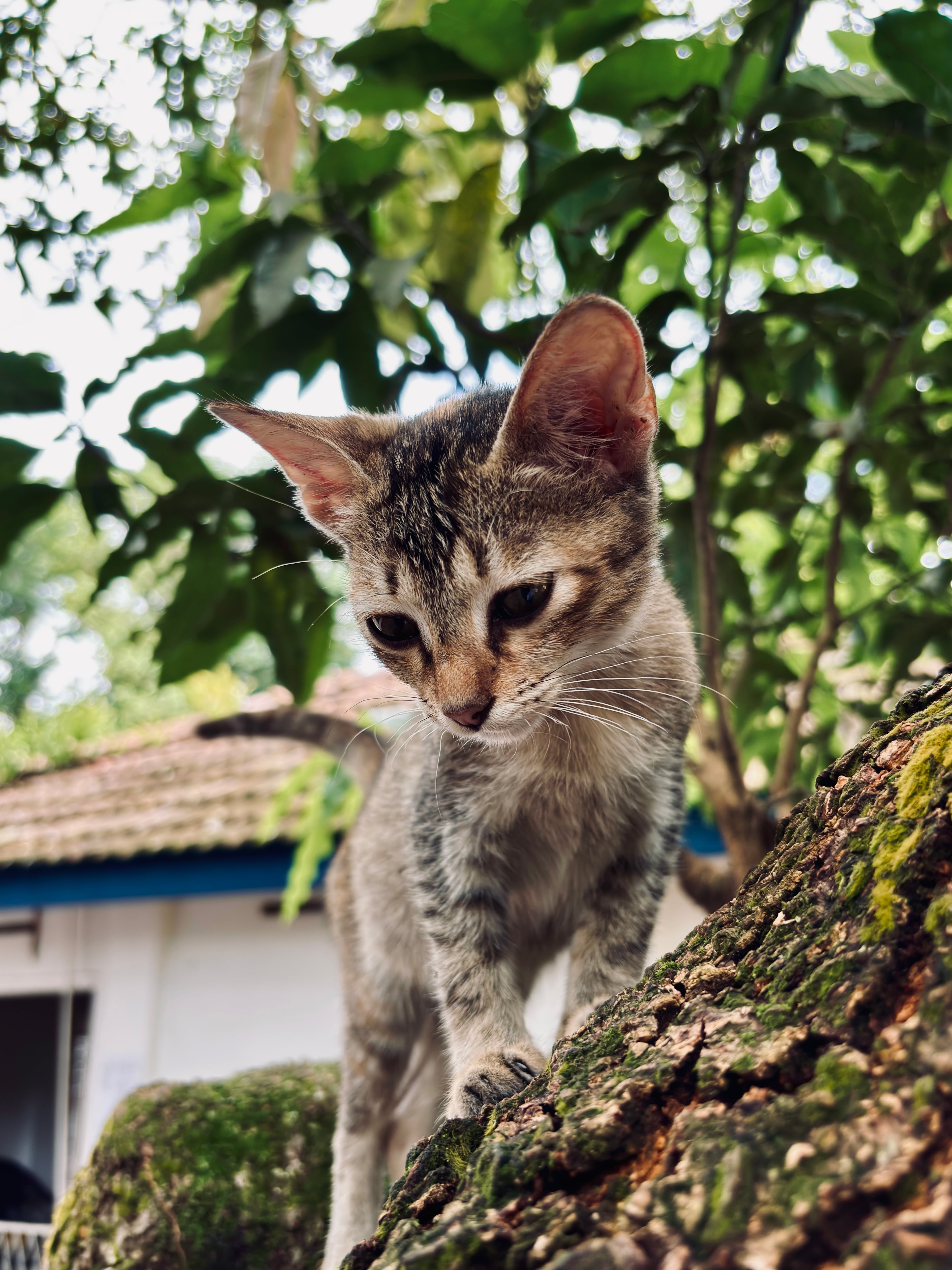 A close up of a small tabby kitten exploring a mossy tree trunk with a blurred house in the background