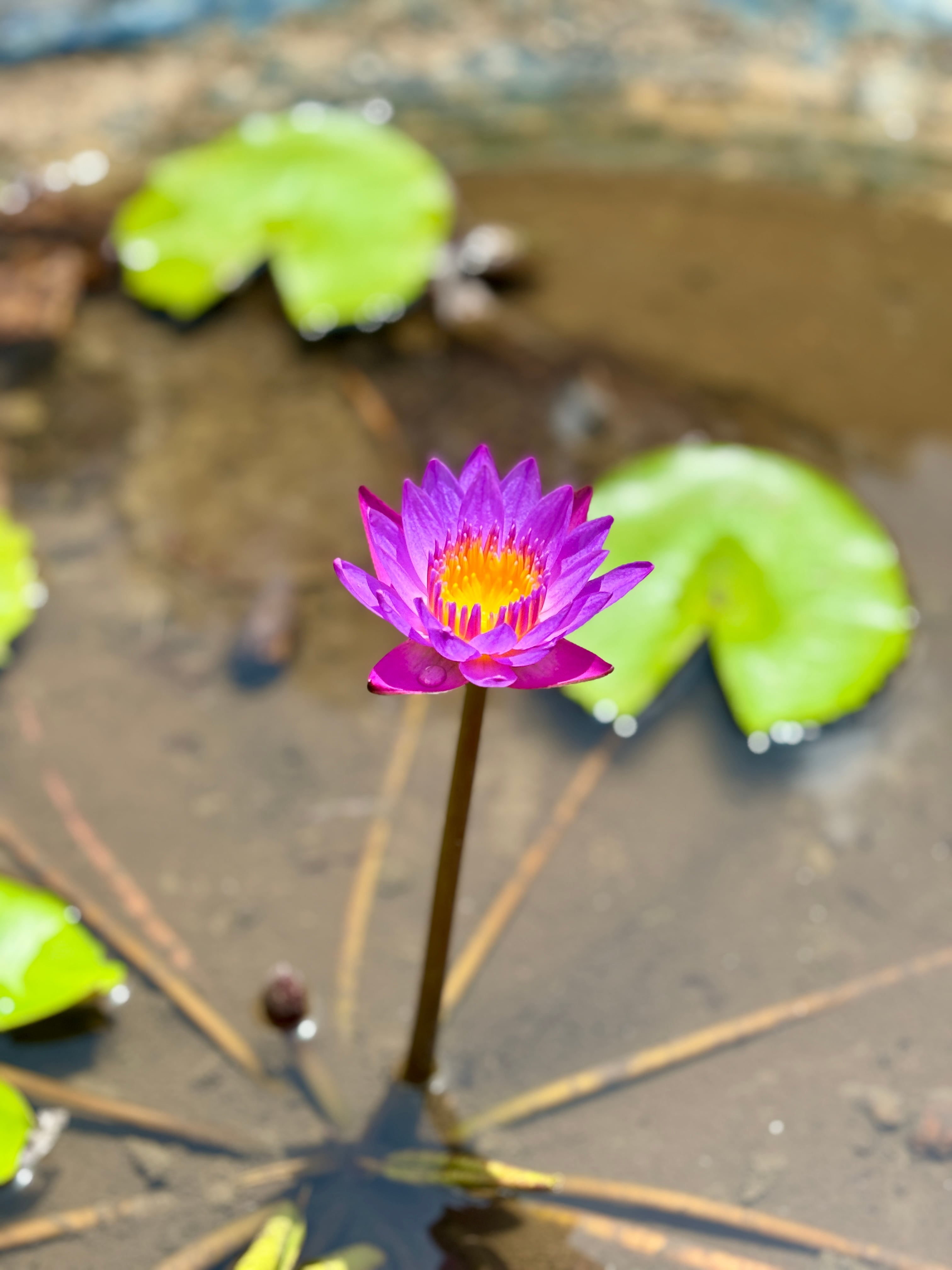 A close-up shot of a vibrant purple water lily with a bright yellow center blooming in a pond
