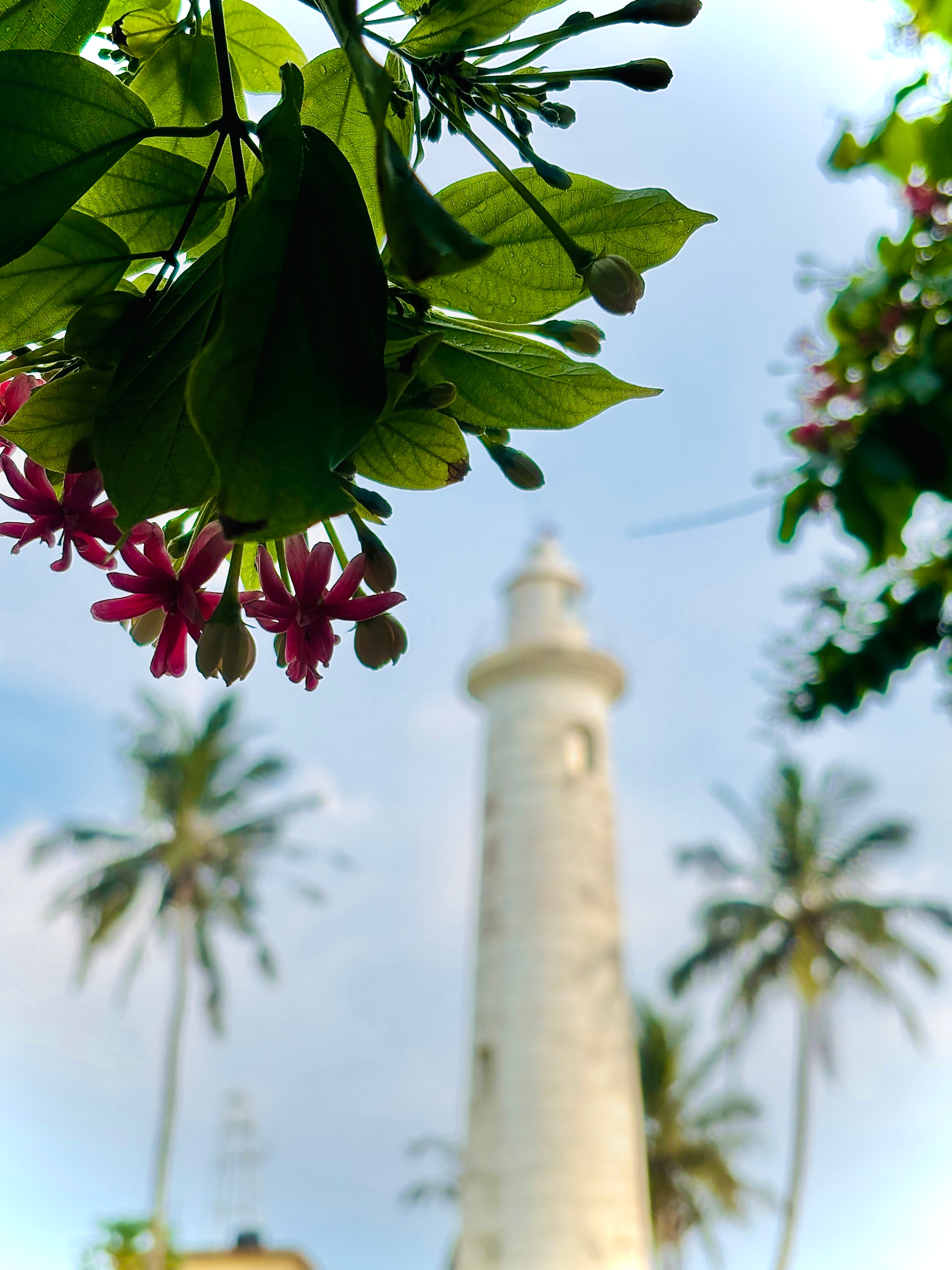 The white Galle Lighthouse viewed through a frame of green leaves and pink flowers