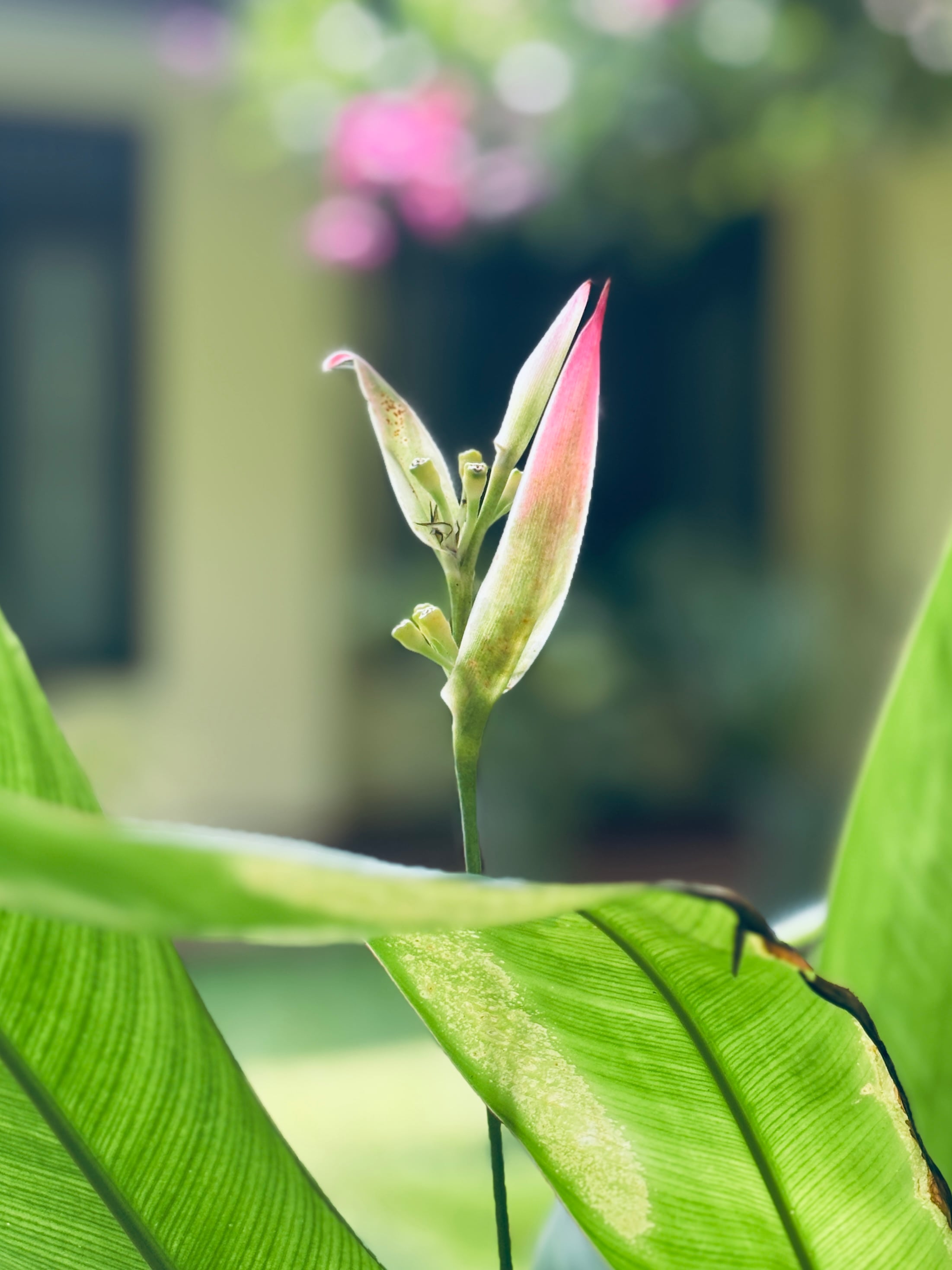 A close-up macro shot of a delicate pink and green flower bud emerging from behind large, textured green leaves