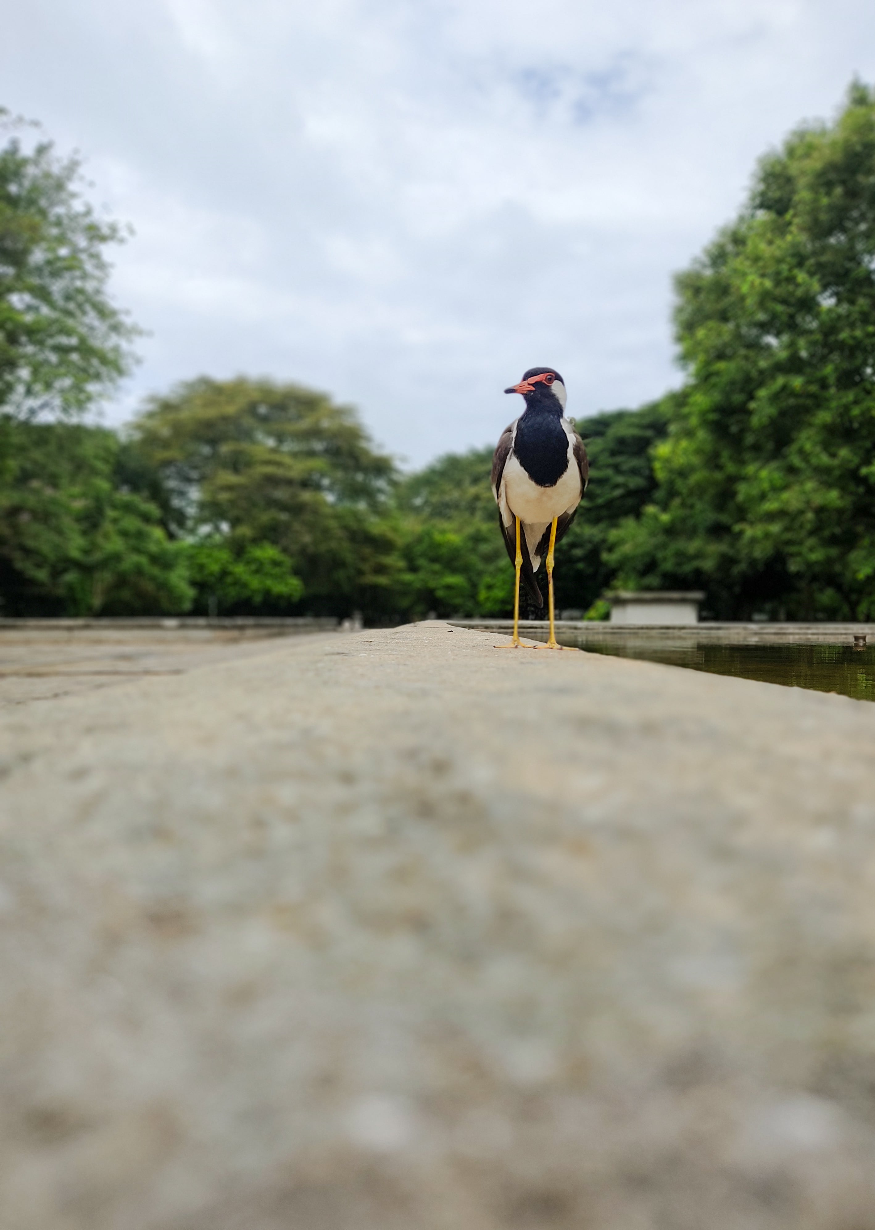 A Red-wattled Lapwing bird standing on a concrete ledge, shot from a very low angle