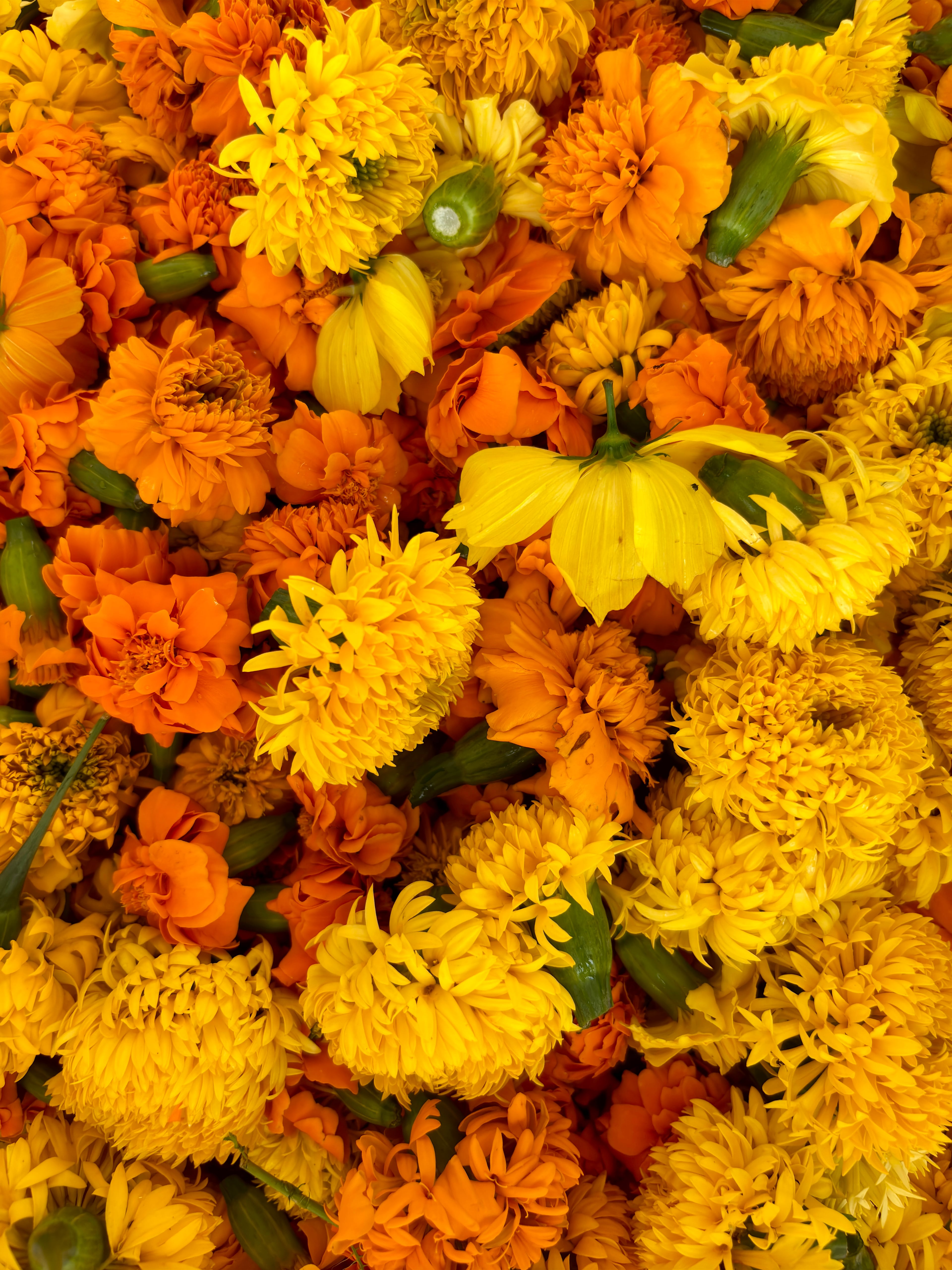 A vibrant, tight shot filled with orange and yellow marigold flowers