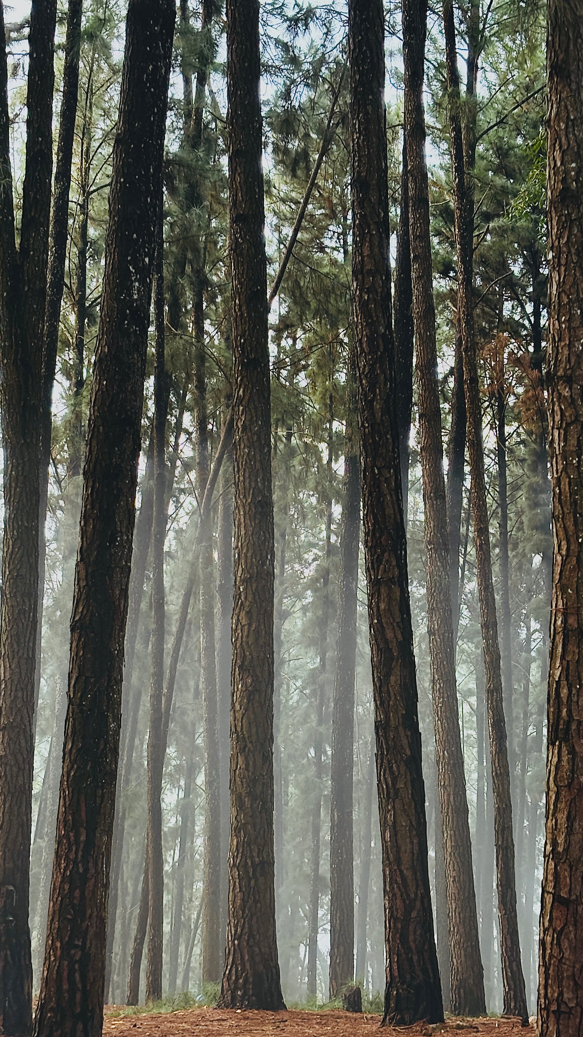 Tall pine trees in a forest with mist rolling through the trunks
