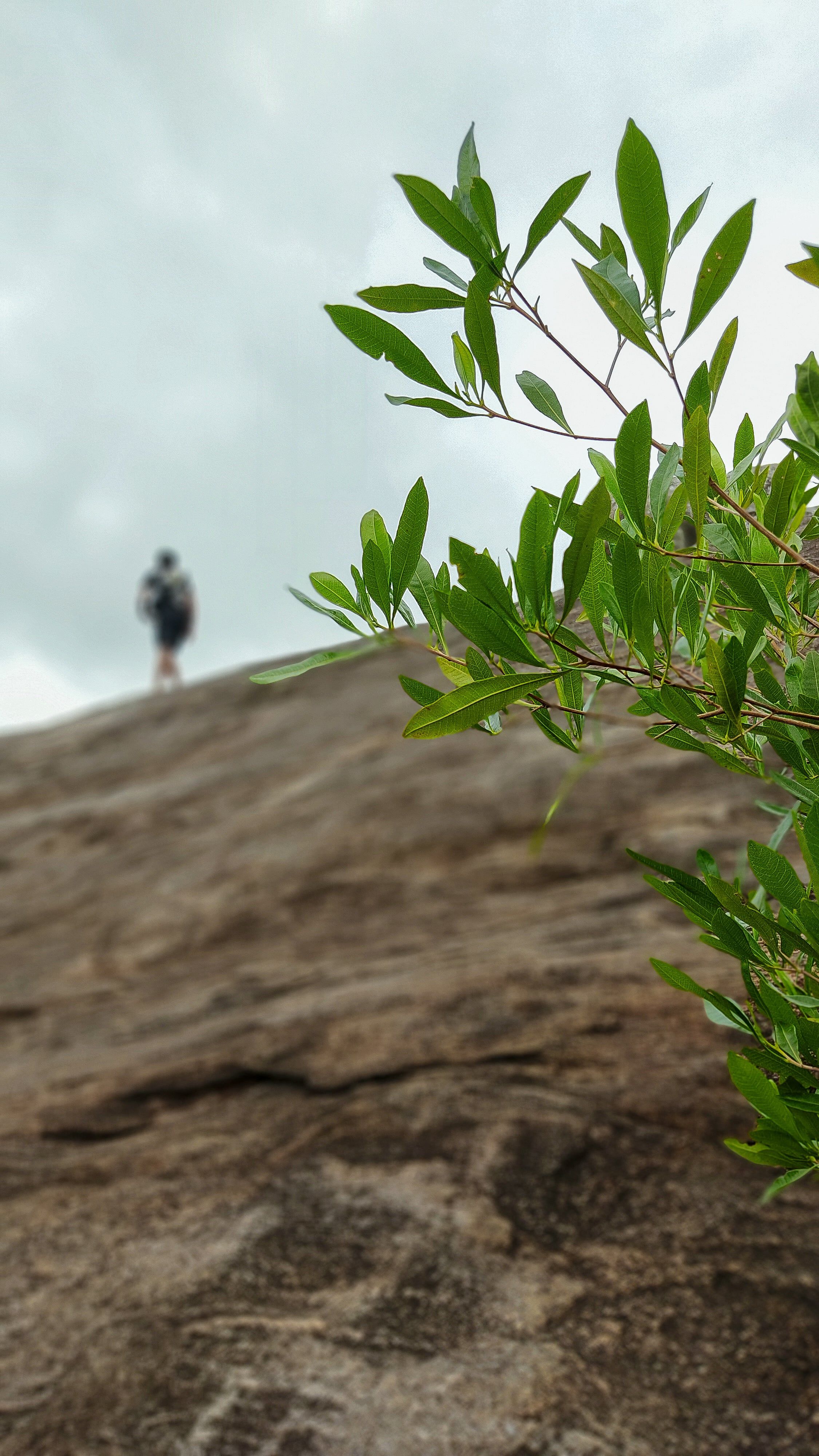 A lone hiker stands atop a massive rock at Uthuwankanda, framed by the soft green leaves of a branch in the foreground.